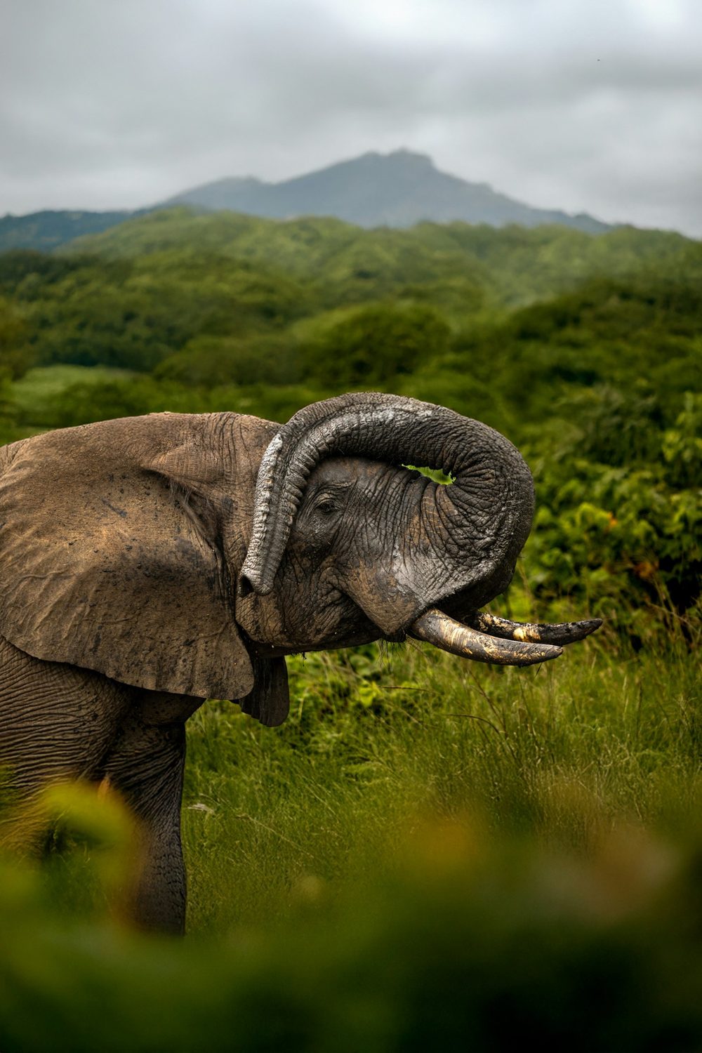 An elephant coated in mud curling its trunk over its head, with green hills behind