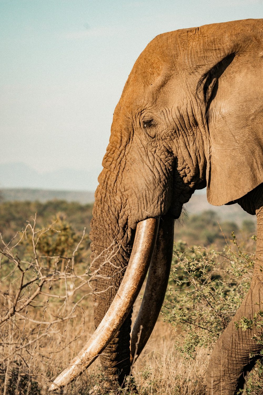 An elephant bull with long tusks in Kruger National Park