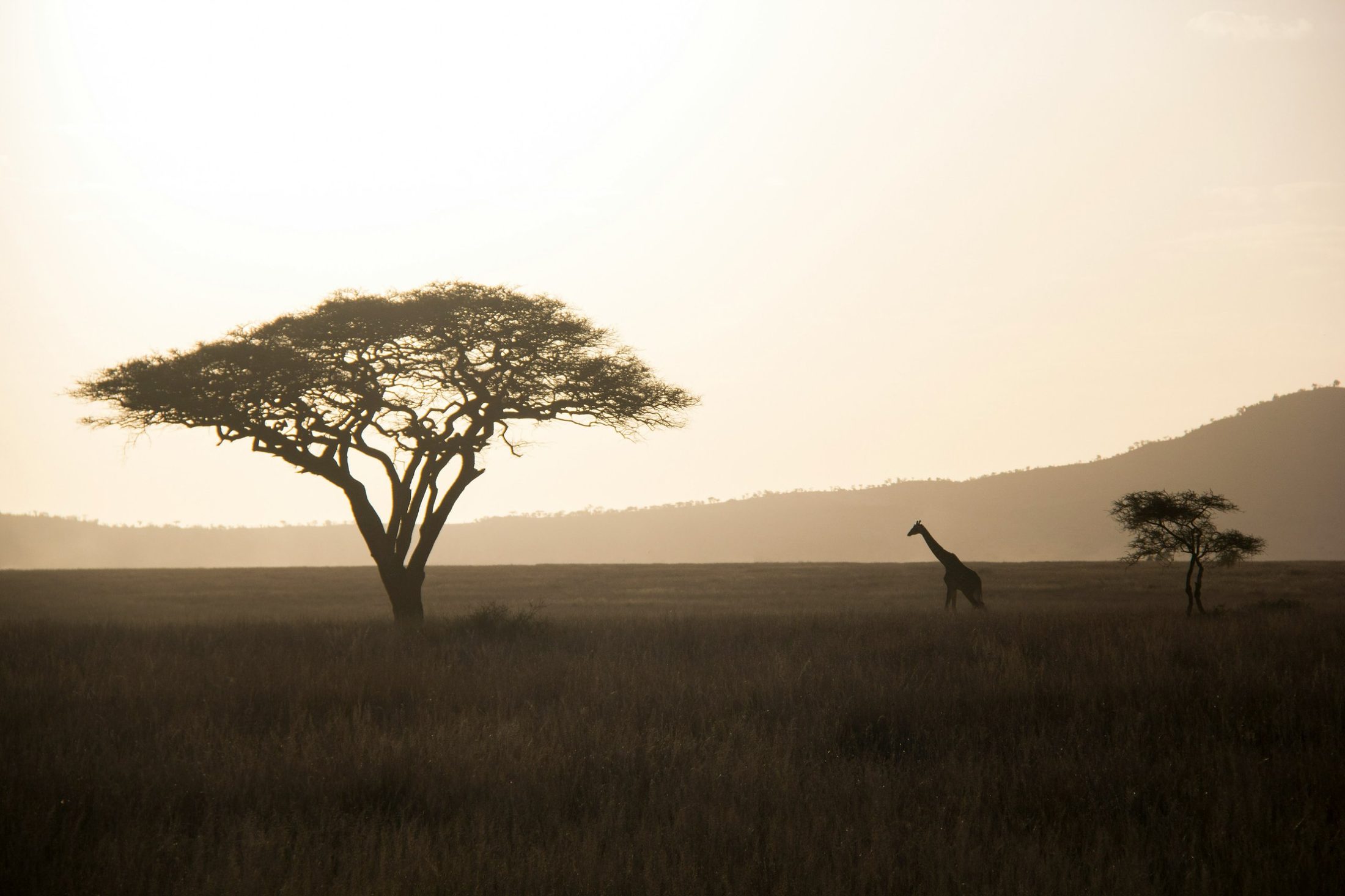A lone acacia and a giraffe on the open savanna in soft evening light
