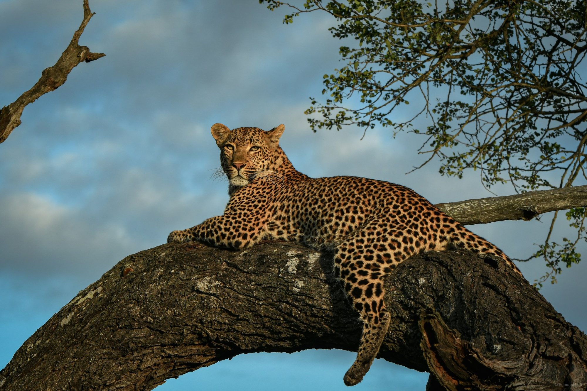 A leopard resting on a branch