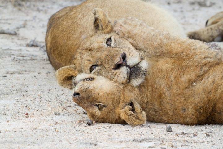 Lions, Arathusa Safari Lodge