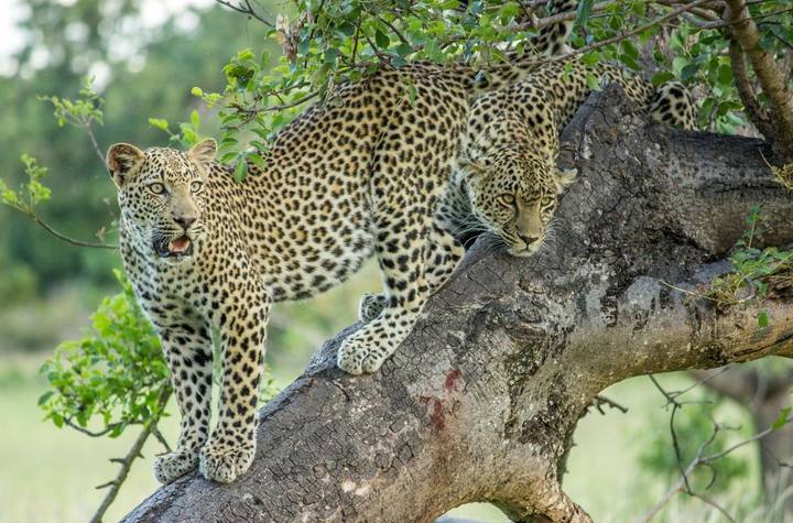Leopard, Cheetah Plains