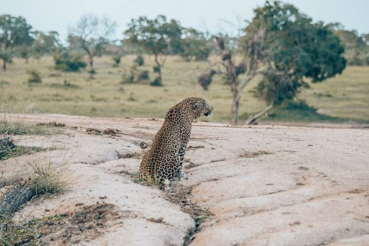 Leopard, Chitwa Chitwa