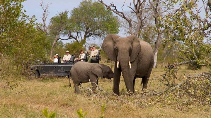 Elephants, Dulini