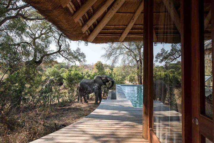 Leadwood elephant pool, Dulini
