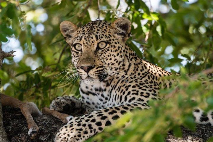 Leopard Tree Camp, Dulini