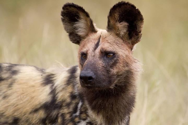Wild dog, Dulini