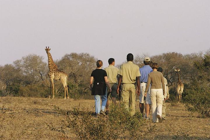 Bush walk, Elephant Plains