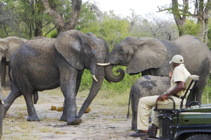 Elephants guide, Elephant Plains