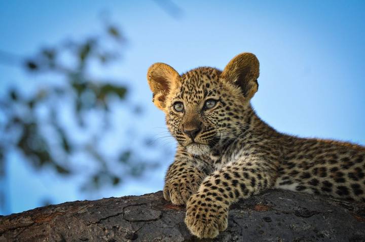 Leopard cub, Elephant Plains