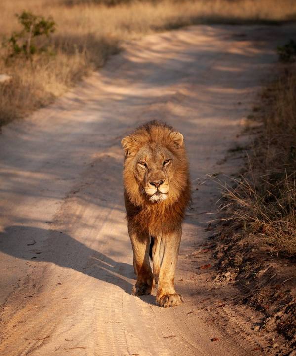 Lion, Elephant Plains