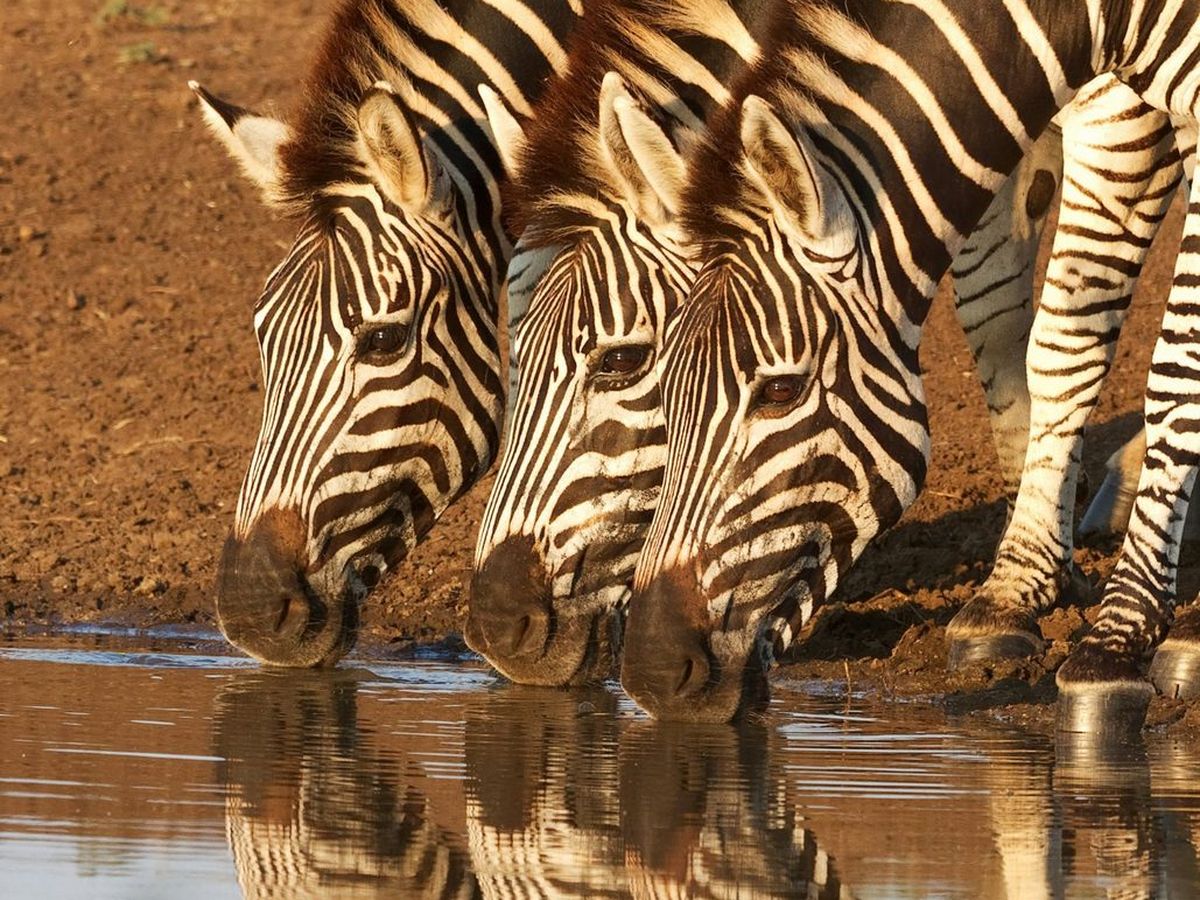 Three zebras drinking at a waterhole
