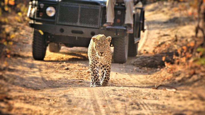 Leopard, Idube Game Reserve