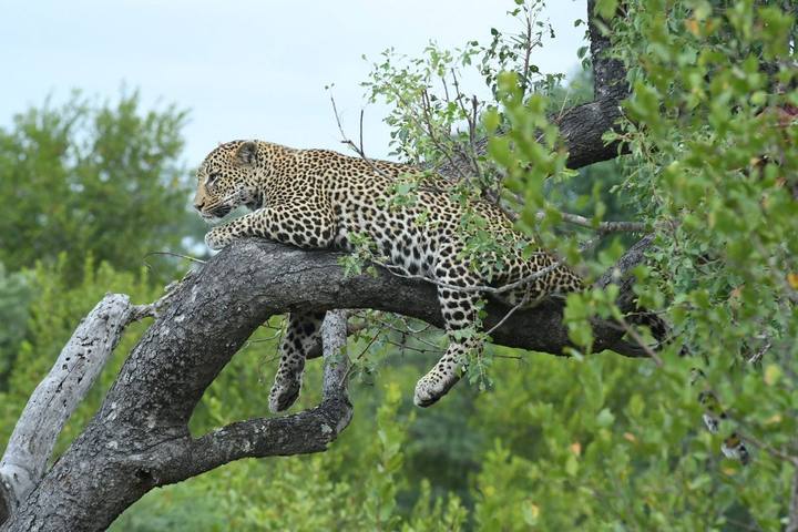 Leopard, Jaci's Sabi House