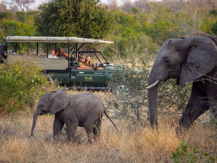 Elephant calf, Jock Safari Lodge