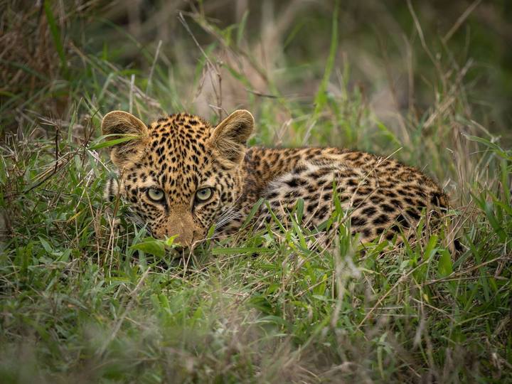 Leopard, Jock Safari Lodge