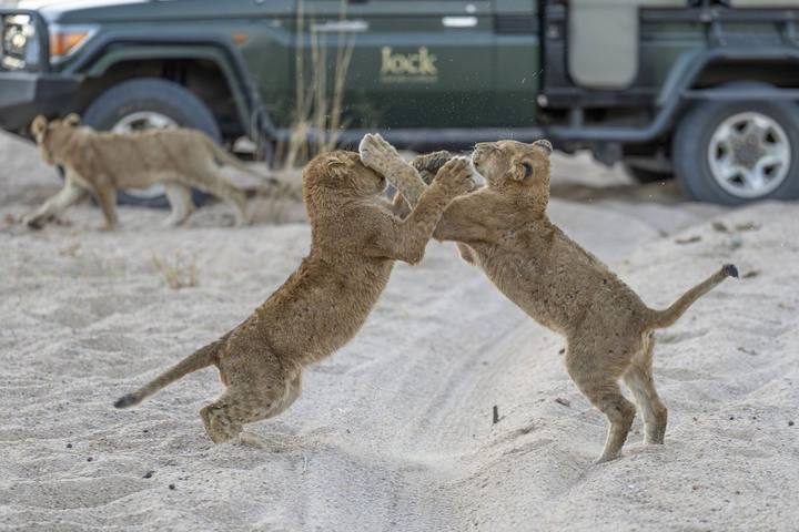 Lion cubs, Jock Safari Lodge