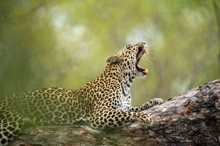 Leopard, Kirkman's Kamp