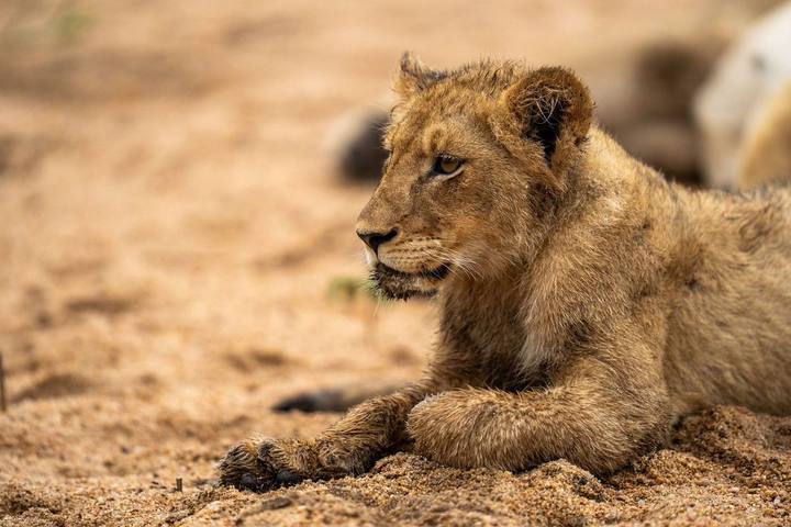 Lion cub, Kirkman's Kamp