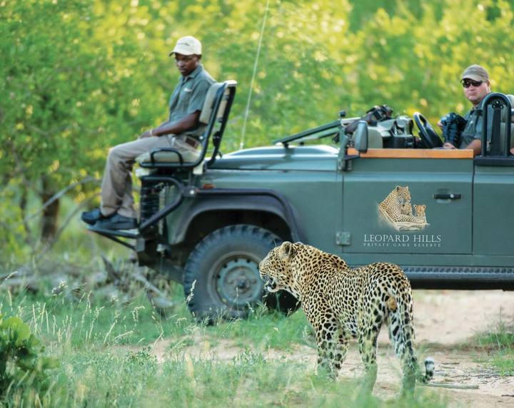 Leopard, Leopard Hills