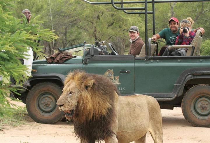 Lion, Leopard Hills