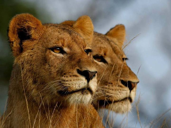 Lionesses, Leopard Hills