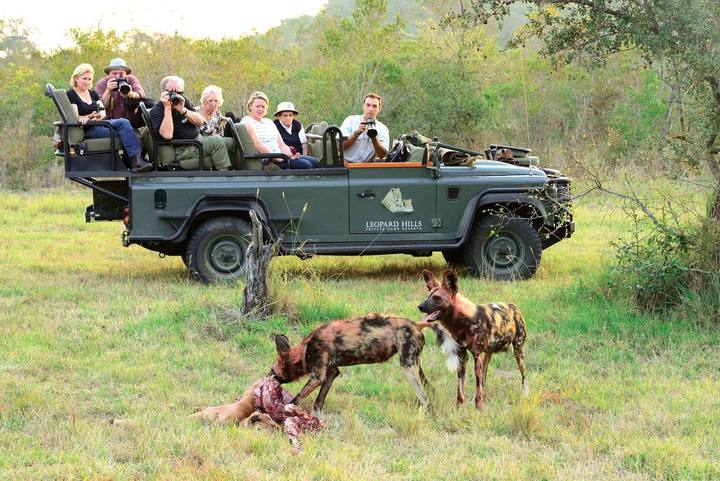 Wild dogs, Leopard Hills