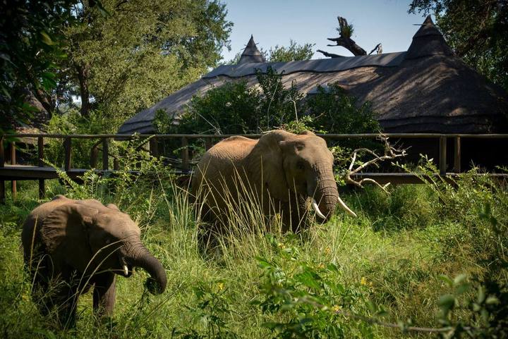Elephants lodge, Lion Sands Narina Lodge
