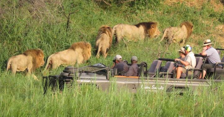 Lions, Lion Sands Narina Lodge
