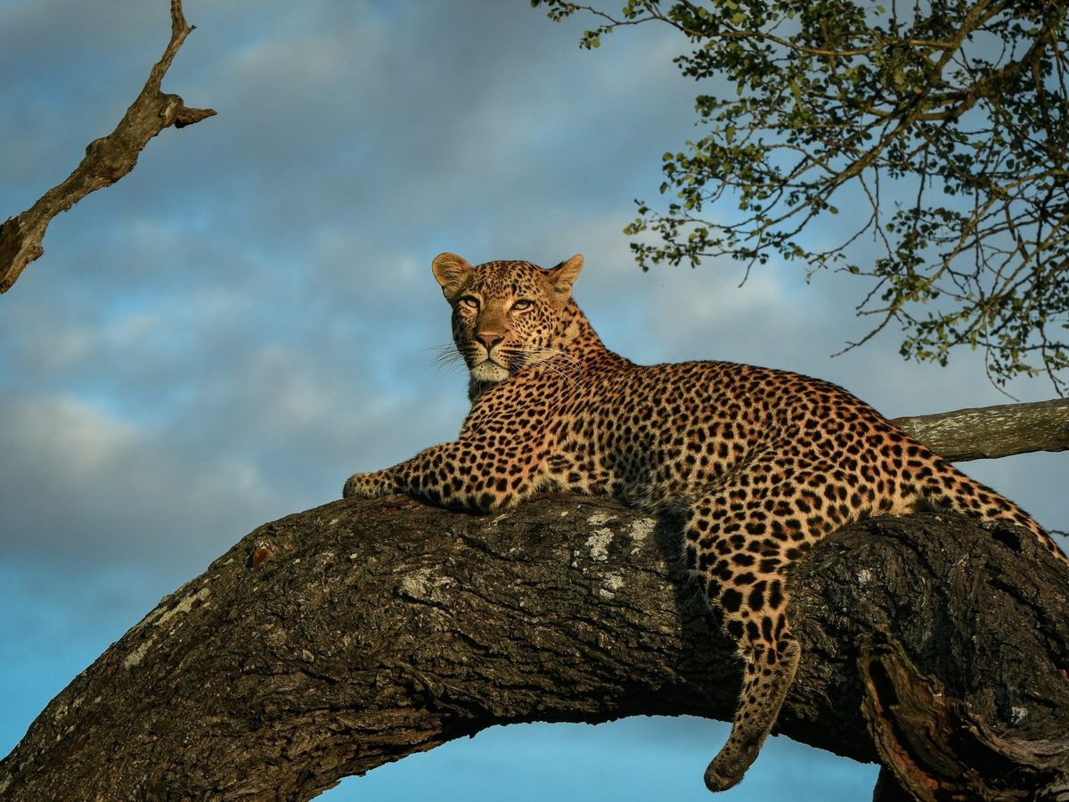 A leopard resting on a tree branch