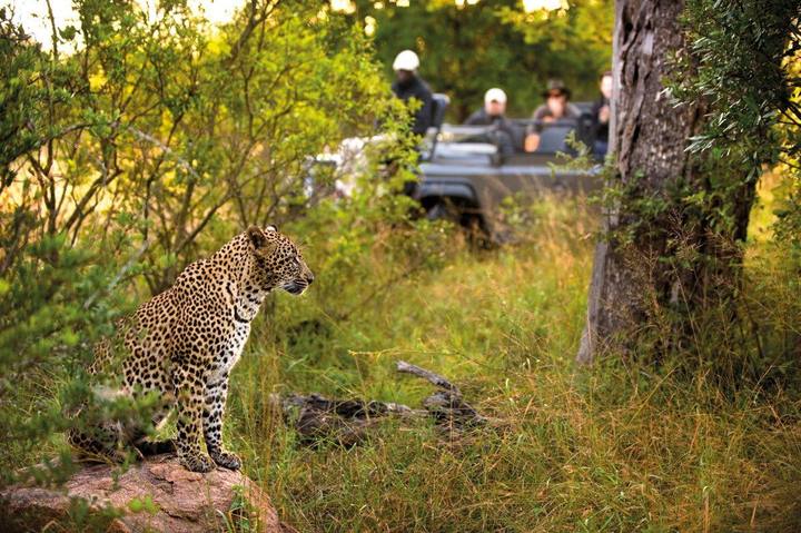 Leopard, Lion Sands