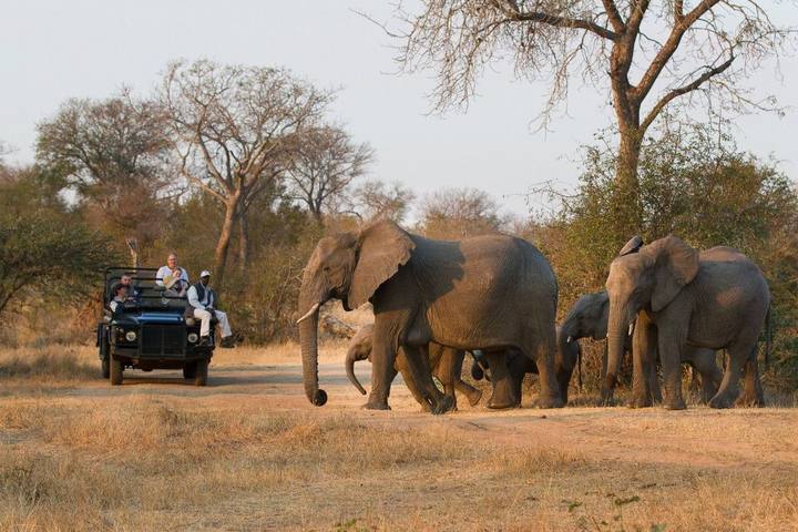 Elephant herd, Londolozi