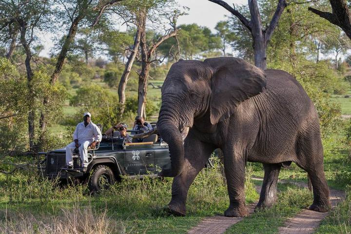 Elephant, Londolozi
