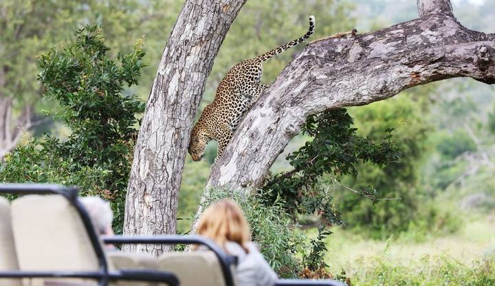Leopard climbing, Londolozi