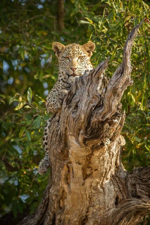 Leopard Tree Camp, Londolozi