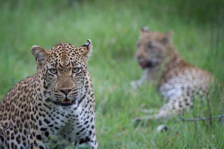 Leopard, Londolozi