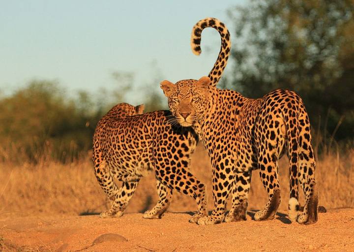 Leopards pair, Londolozi