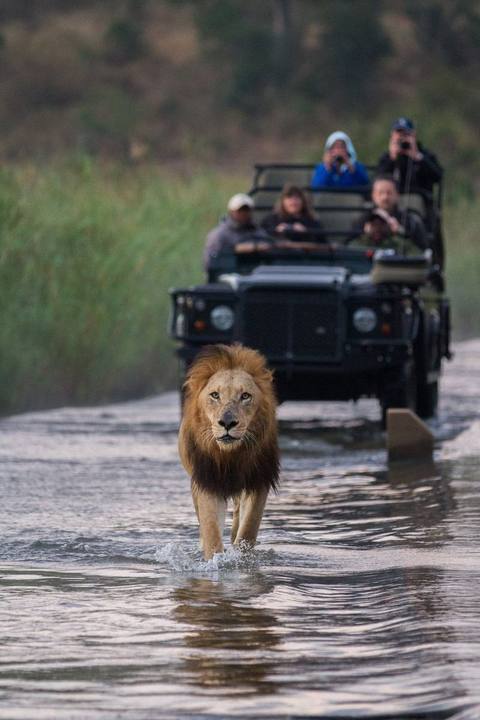 Lion river, Londolozi