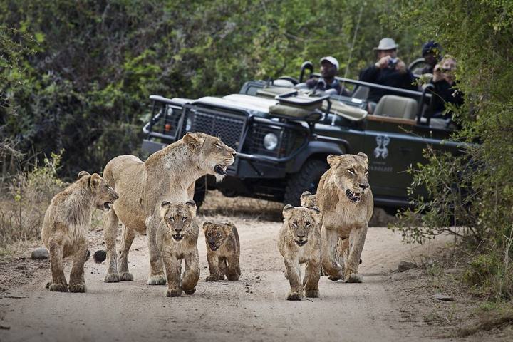 Lions, Londolozi