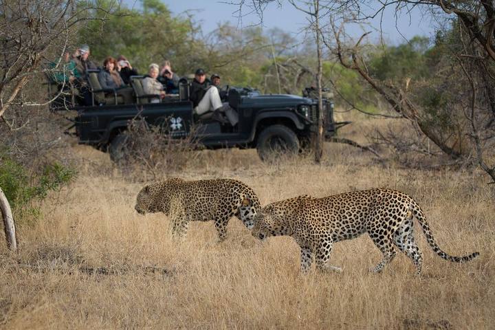 Two leopards, Londolozi