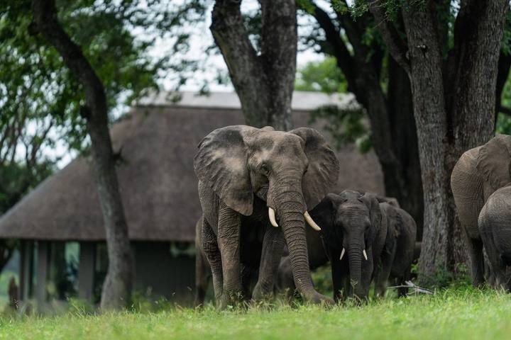 Elephants camp, MalaMala