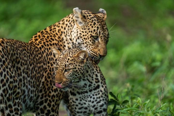 Leopards, MalaMala