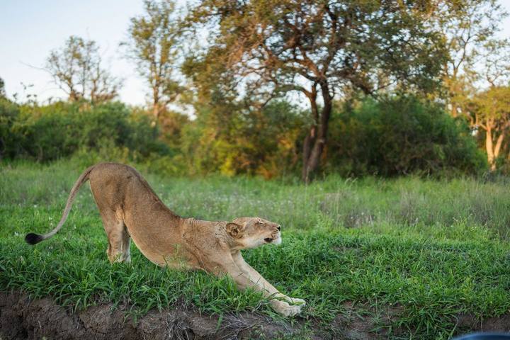 Lioness, MalaMala