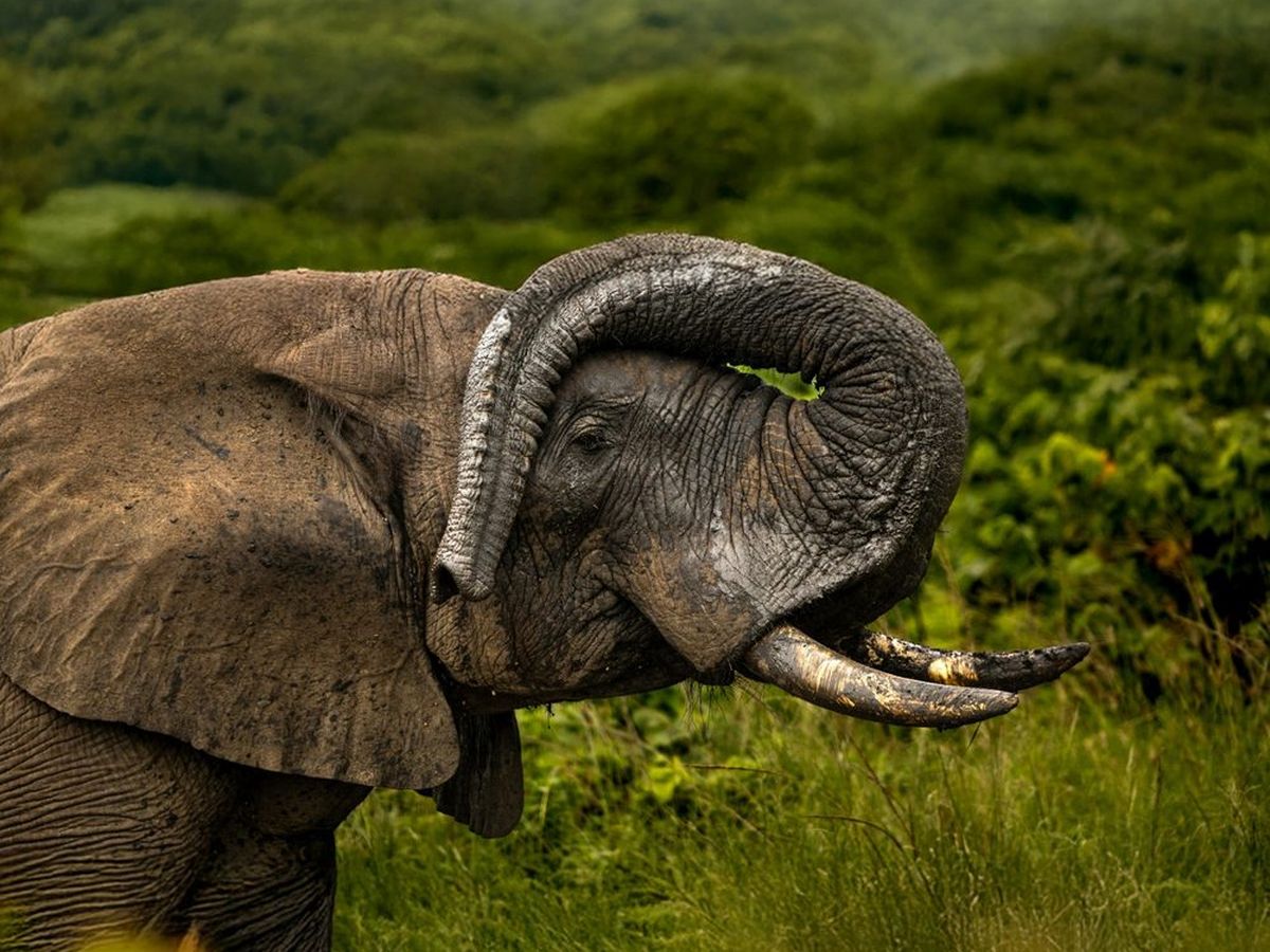 An elephant curling its trunk in green bush