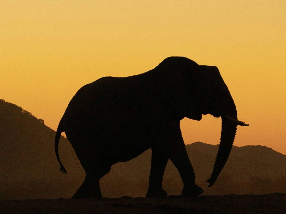 An elephant silhouetted against a golden sky