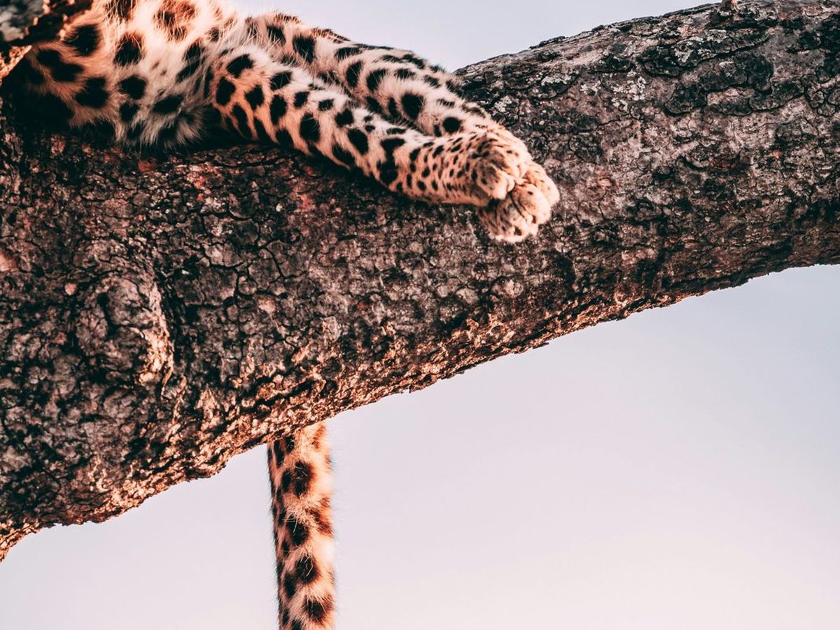 A leopard's paws and tail draped over a branch
