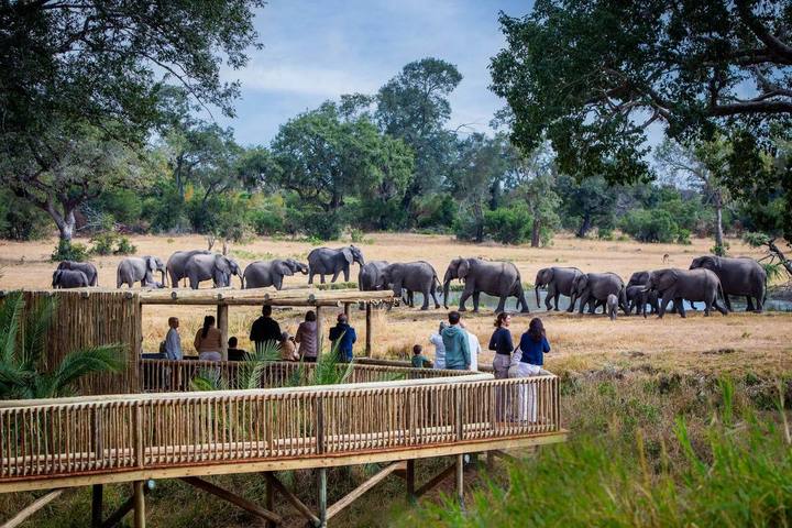 Bush Lodge elephants deck, Sabi Sabi