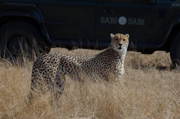 Cheetah, Sabi Sabi