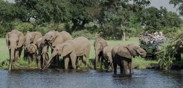 Elephant herd, Sabi Sabi