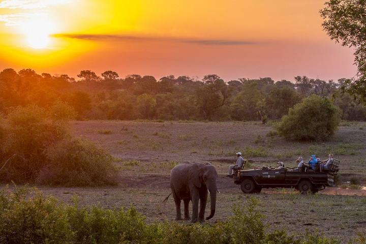 Elephant at sunset, Sabi Sabi